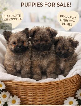 Zwei liebevolle Rüden (Zwergspitz x Zwergpudel) suchen ein Zuhause - Bietigheim-Bissingen