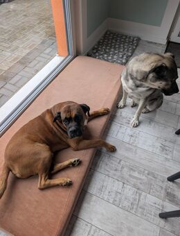 Zwei Familienhunde in liebevolle Hände abzugeben - Gnewitz
