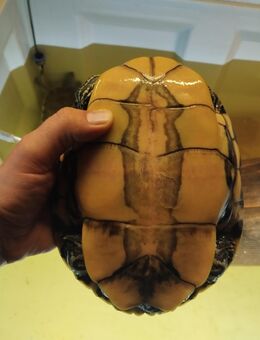 Wasserschildkröten Zuchtgruppe - Elz