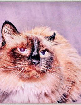 kater - Stuttgart