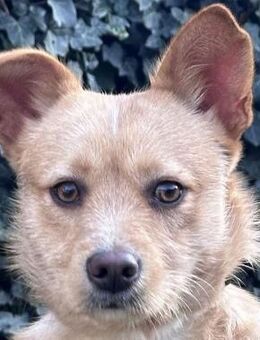 Marinik - noch ein Angsthäschen - Süderbrarup