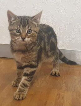 Bengal Mix Kätzchen - Mücheln (Geiseltal)