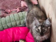 4 wunderschönen Maine Coon Kätzchen suchen ein liebevolles Zuhause - Rüsselsheim