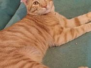 🌟Brüder 🖤Salem und 🧡Aslan🌟 - Eislingen (Fils)