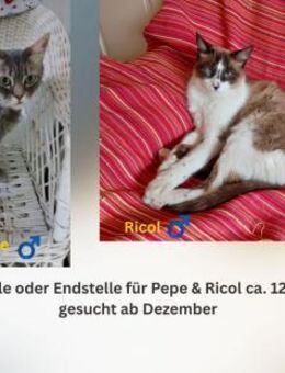 Pflegestelle oder Endstelle gesucht - Benediktbeuern