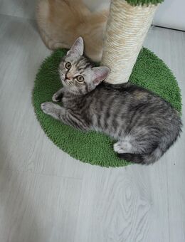 BKH-Tortie Bagira mit Stammbuch und Impfpass - Iserlohn