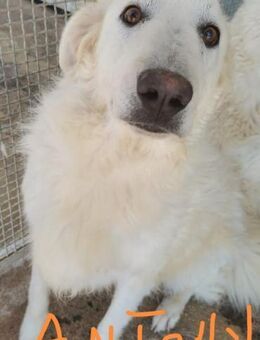 Sheggy - 3 Brüder aus Apulien - Marienfließ