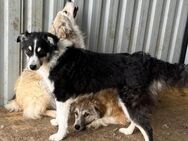 🐶 Wundervoller Junghund Meg 🐶 - Eislingen (Fils)