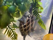 Wasserschildkröte - Neukieritzsch