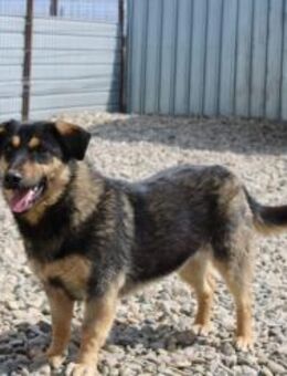 Sydney mit den wunderschönen Augen - Celle