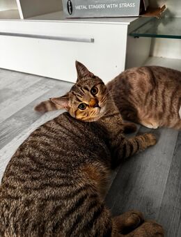 BKH kitten - Berlin Charlottenburg-Wilmersdorf