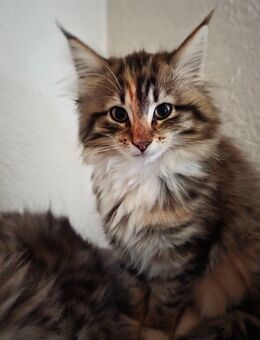 Norwegische Waldkatzen Kitten - Konradsreuth