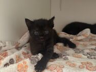 Kitten (EKH) suchen neues Zuhause - Köln
