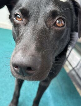 Pinscher mix abzugeben - Rostock