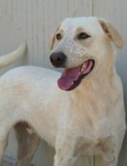 Zauberhafter Cardo sucht Zuhause - Neuss