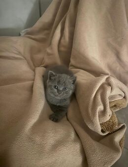 Reinrassige BKH-Kitten Abgabe ab 12 Wochen in liebevolle Hände - Rockenhausen