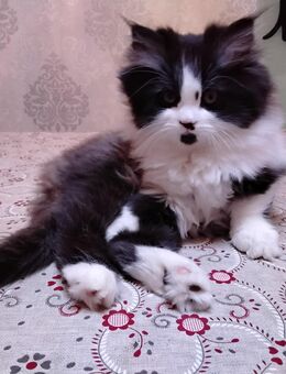 Verschmusst es Perser Katerchen - Gerach (Bayern)