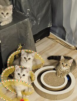 BKH Kitten - Spelle