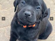 Alexis & Artemis von Zeegenthal , Labrador Retriever Weibchen mit Papieren - Strullendorf