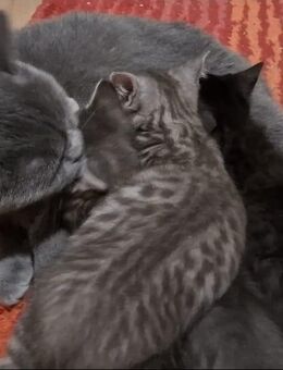 Britisch Kurzhaar Kitten, BKH Kätzen - Esslingen (Neckar) Zentrum