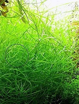 Amerikanischer Wasserstern, Wasserpflanze, Versand/ Abholung - Mechernich