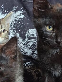 Mix Kitten dringend abzugeben - Gelsenkirchen