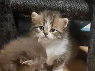 5 reinrassige britisch Langhaar katzen - Siegburg