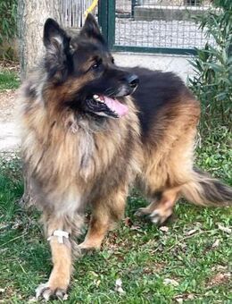 NESTOR - die letzte Spritze war bereit ! - Kempen