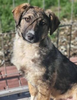 Amy mit Schwester herzlos ausgesetzt - Blankenheim (Nordrhein-Westfalen)