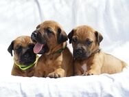 wunderschöne Rhodesian Ridgeback Welpen ! ! ! absolut vitale und einwandfreie kleine Engel - Lohheide