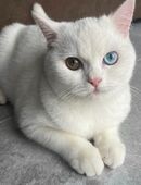 Britisch Kurzhaar weiß Katze 3 Jahre alt in 30853