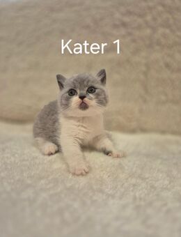 BKH kitten mit Stammbaum - Hanau (Brüder-Grimm-Stadt)