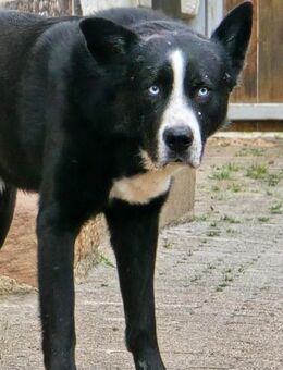 Max - Husky-Mix - Balingen