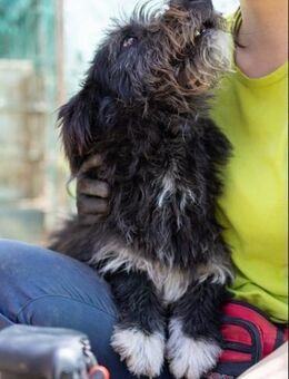 Susi 💕-süßer Fussel sucht 🏡 - Kallmünz