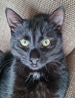 2 liebe schwarze Katzen suchen neues Zuhause - Neunkirchen-Seelscheid