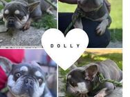 DOLLY PP Zauberhafte FB Hündin mag Heim - Neustadt (Rübenberge)