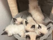 Heilige Birma Kitten geboren am 26.08.24 - Marl (Nordrhein-Westfalen)