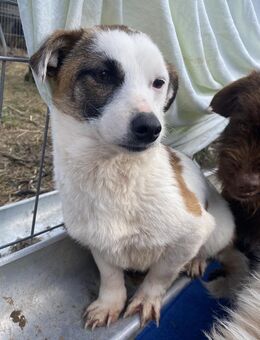 Minja - freundlich und lernwillig - Westerholt