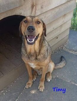 Timy- ruhig, gesellig & sanft 04/20 GRC - Ruppertsecken