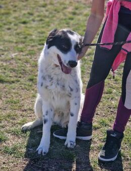 NOTFALL ‼️ Freundlicher JACKSON 🆘🆘🆘 - München