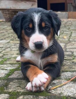 Swissydog Welpen: Großer Schweizer Sennenhund - Appenzeller Sennenhund Welpen - Brannenburg