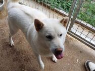 Dio, freundlicher Shiba Inu Rüde - Remagen