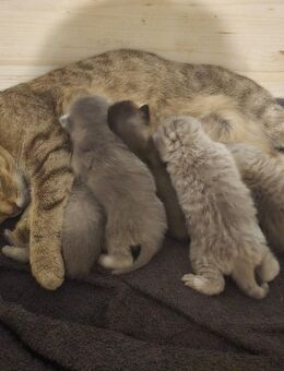 Suchen ein liebevolles Zuhause für 3 Kitten - Siegen (Universitätsstadt) Geisweid