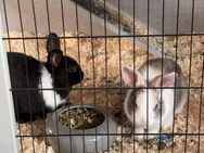 Zwei männliche Zwergkaninchen - Neuhof (Hessen)