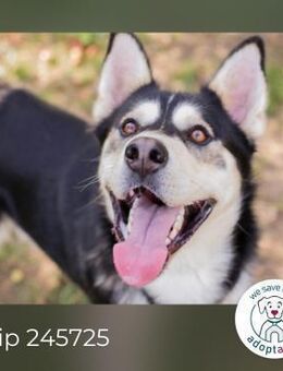 Chip 245725: sucht ein Zuhause - Kirchzell