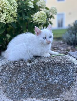 Sibirische Waldkatzen-Mix Kitten suchen neues Zuhause - Landshut