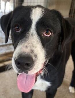 Domio, geb. ca. 08/2023, GRIECHENLAND - Markdorf