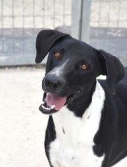 Ruben mit Mama + Geschwistern Mr - Ludwigshafen (Rhein)