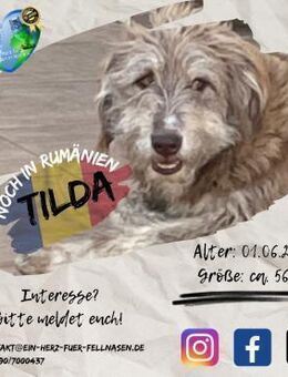 TILDA - eine liebe Wuschel zum kuscheln - Waakirchen