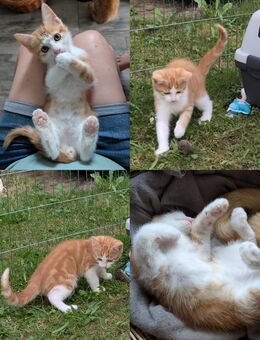 Kater Moh sucht eine neue Familie - Wilsdruff